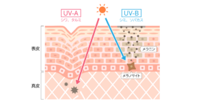 UVAとB
