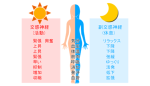 自律神経